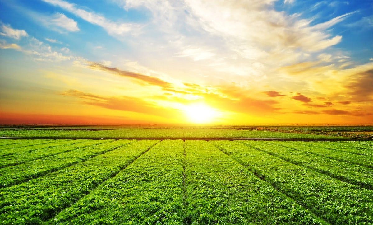 Wie die digitale Technologie die Landwirtschaft in der Welt verändert