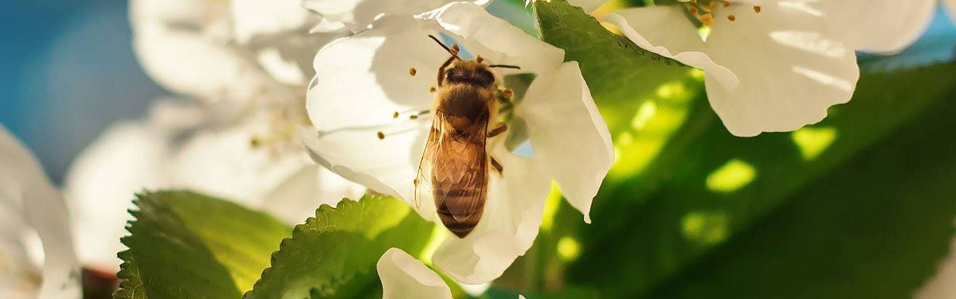 Do you care about bees? Can farmers do something to save them?