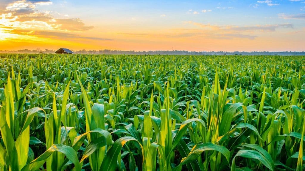 How to Increase Agricultural Productivity